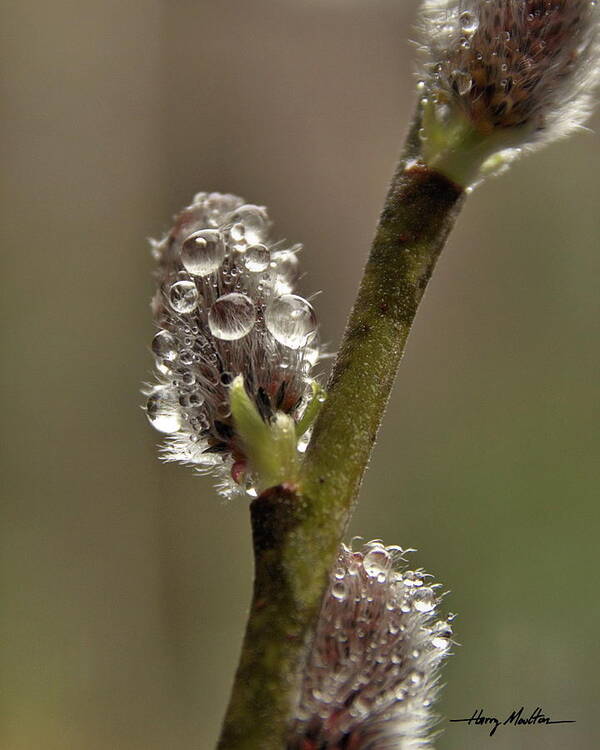 Flowers Art Print featuring the photograph Spring Showers by Harry Moulton