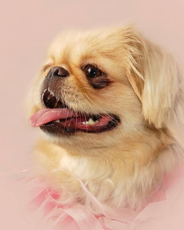 Pekingese Dog Art Print featuring the photograph Spunky Sandy by Angie Tirado