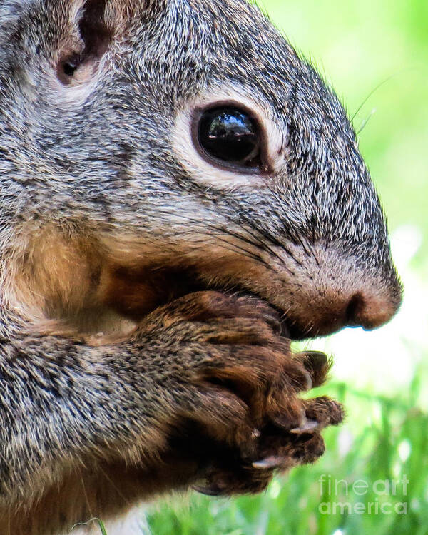 Nature Art Print featuring the photograph Squirrel 3 by Christy Garavetto