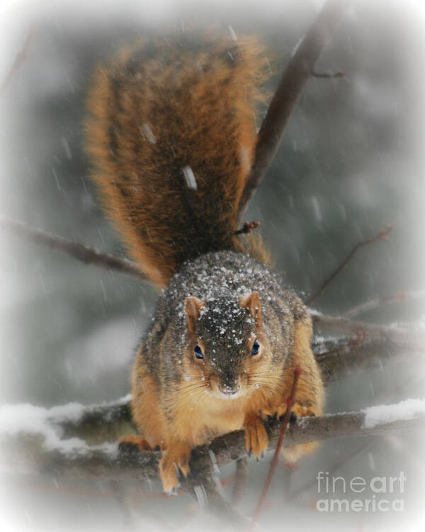 Squirrel Art Print featuring the photograph Squirrel In The Maple Tree by Lila Fisher-Wenzel