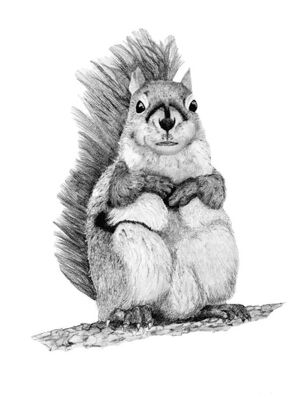 Squirrel Art Print featuring the drawing Squirrel by John Stuart Webbstock