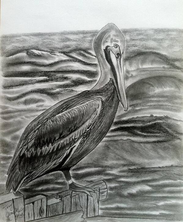 Pelican Art Print featuring the drawing Storm Watcher by Tony Clark