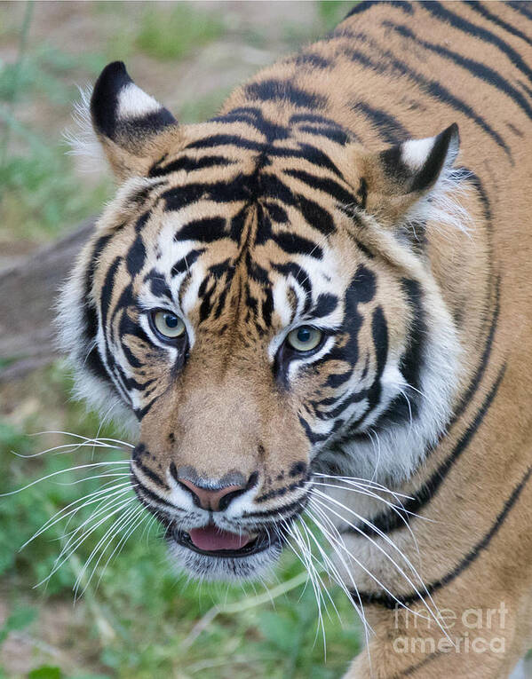 Tiger Art Print featuring the photograph Sumatran Tiger by Chris Scroggins