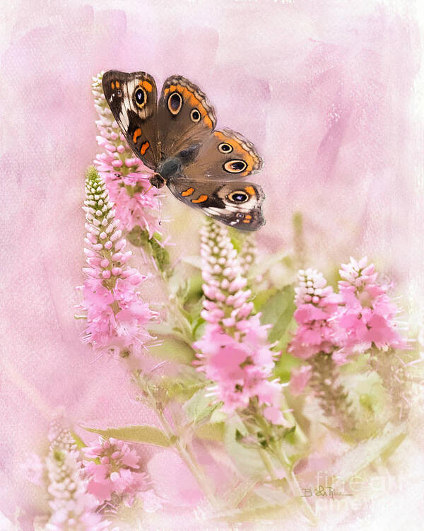 Butterfly Art Print featuring the photograph Summer Daze by Betty LaRue
