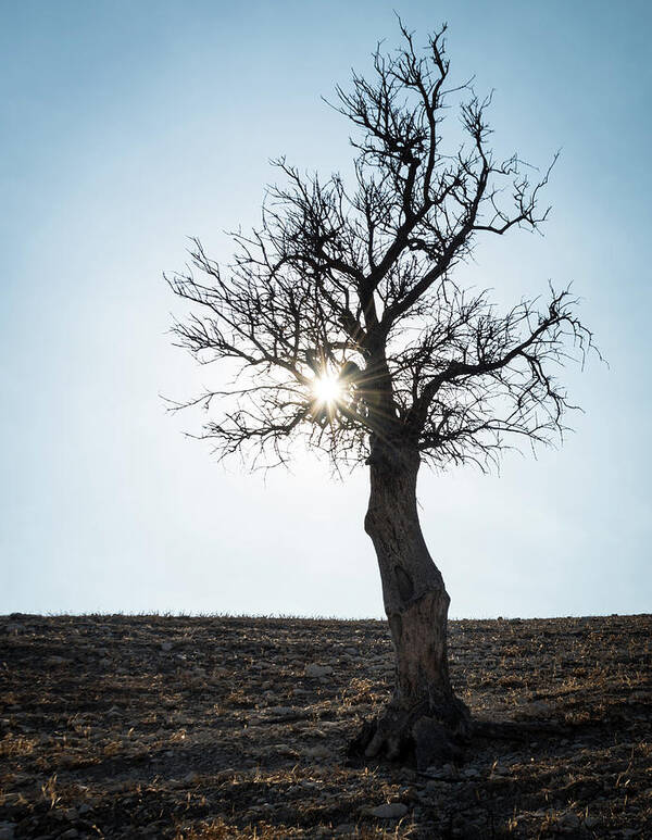Inspiration Art Print featuring the photograph Sun rays and bare lonely tree by Michalakis Ppalis