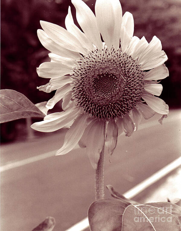 Sunflower Art Print featuring the photograph Sunflower 1 by Mukta Gupta