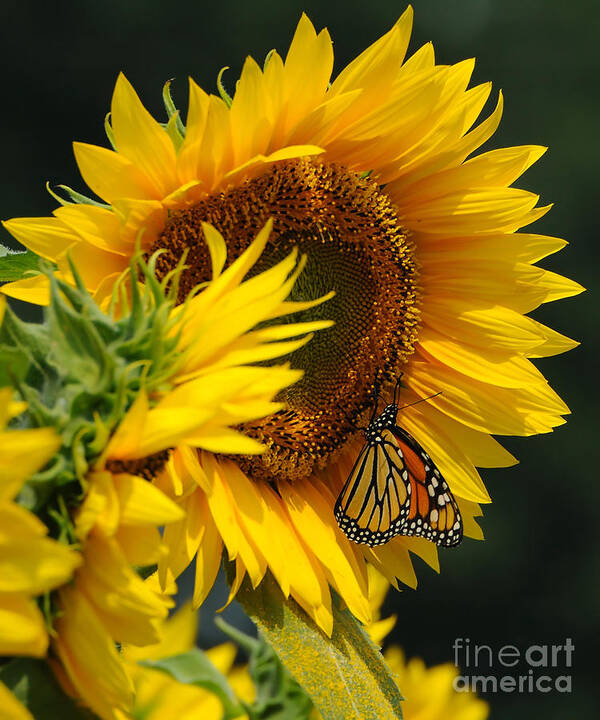 Sunflower Art Print featuring the photograph Sunflower and Monarch 3 by Edward Sobuta