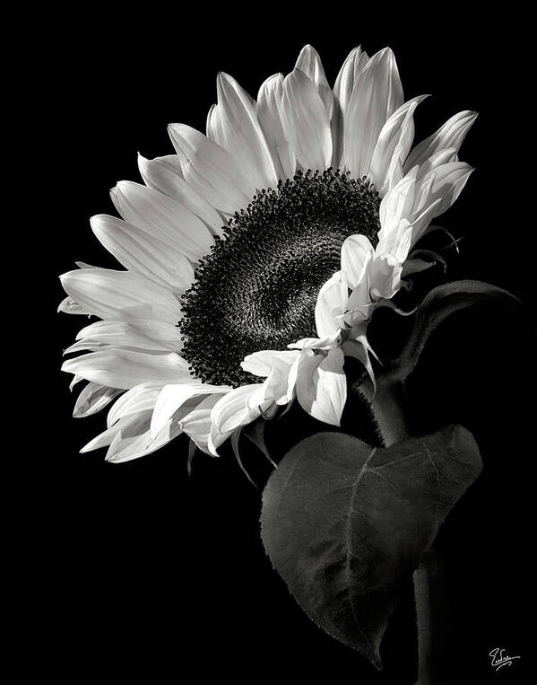 Flower Art Print featuring the photograph Sunflower in Black and White by Endre Balogh