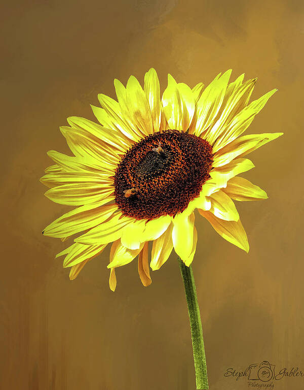 Texture Art Print featuring the photograph Sunflower Salute by Steph Gabler