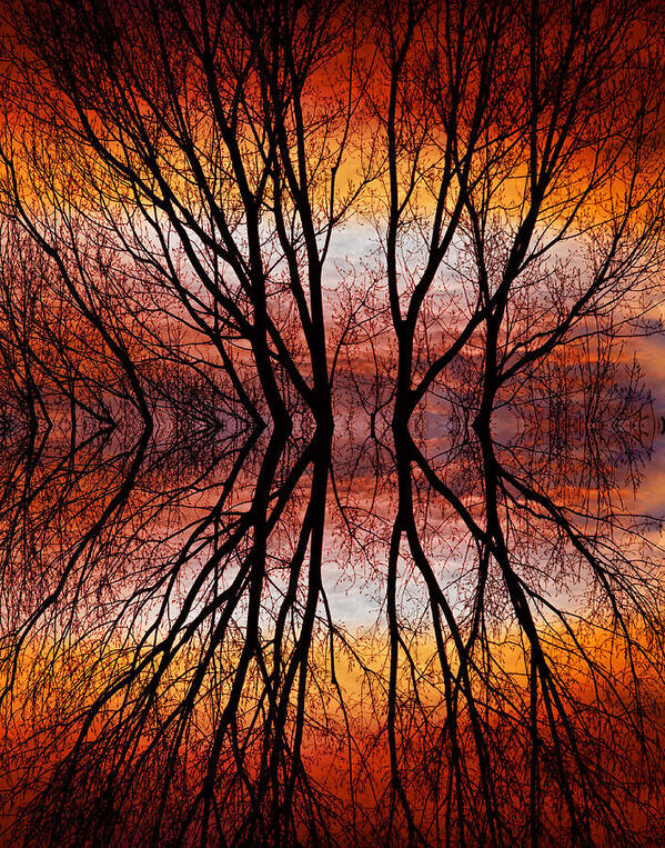 Abstracts Art Print featuring the photograph Sunset Tree Silhouette Abstract 2 by James BO Insogna