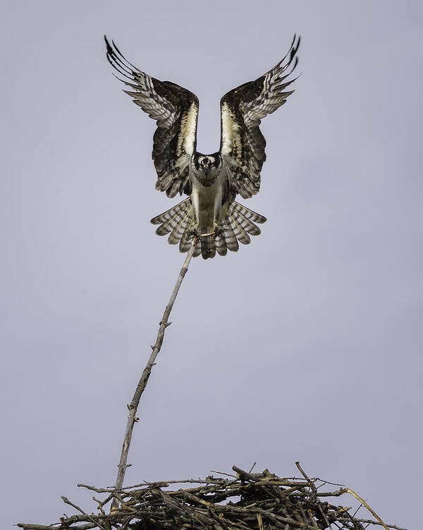 Osprey Art Print featuring the photograph Symmetry by Everet Regal