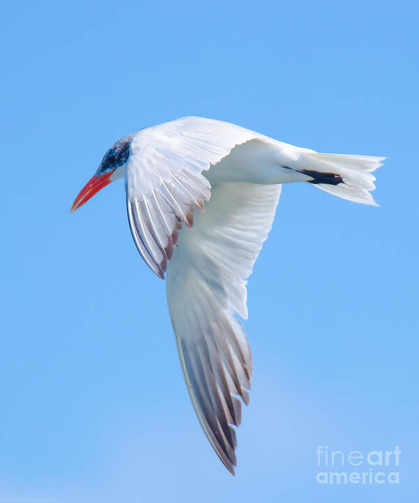 Bird Art Print featuring the photograph Tern It Up by Jeff at JSJ Photography