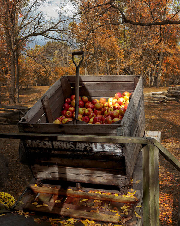 Apple Bin Art Print featuring the photograph The Apple Bin by Susan Rissi Tregoning