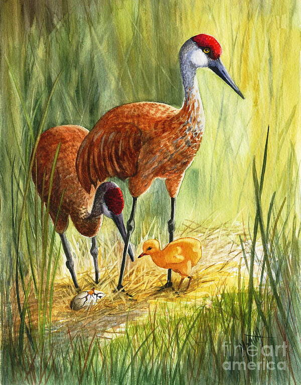 Sandhill Cranes Art Print featuring the painting The Blessed Event - Sandhill Cranes by Marilyn Smith