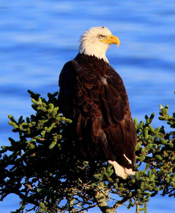 The Eagle Has Landed 2 Art Print featuring the photograph The Eagle Has Landed 2 by Suzanne DeGeorge