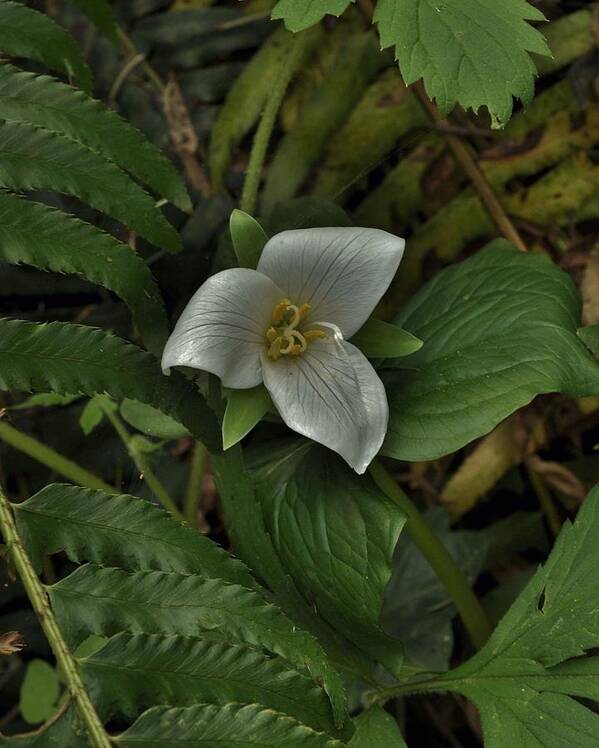 Flowers Art Print featuring the photograph The Gentle Trillium by Charles Lucas