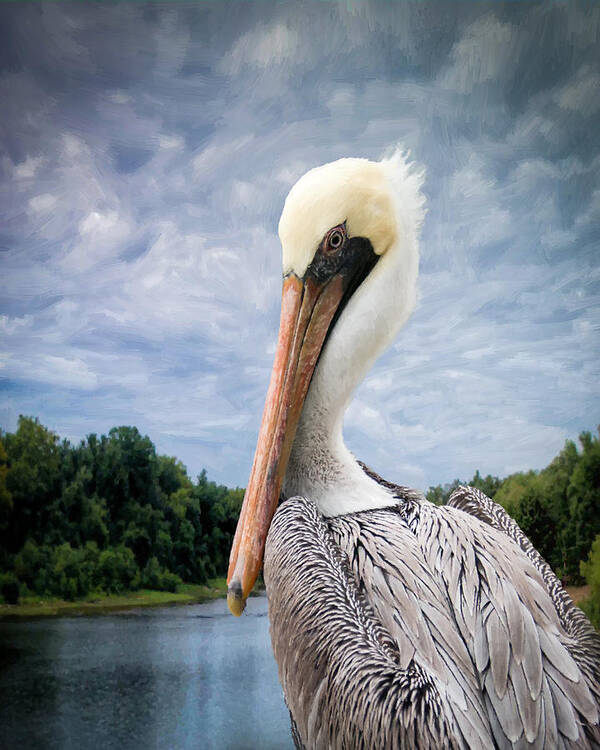 Pelican Art Print featuring the photograph The Lookout by Sandra Schiffner