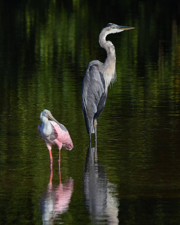 Great Blue Heron Art Print featuring the photograph The Sentinels by Jim Bennight