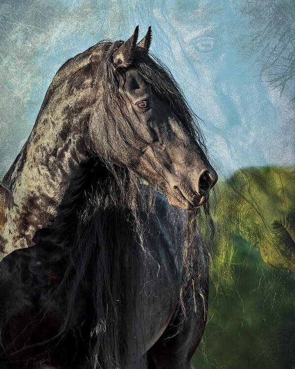 Thoughts Of Friesians Art Print featuring the photograph Thoughts of Friesians by Wes and Dotty Weber