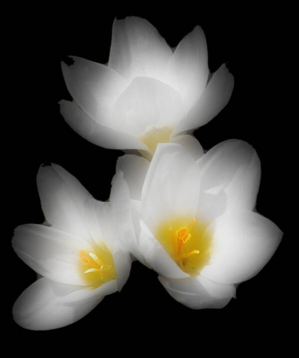 Flower Art Print featuring the photograph Three Flowers by Ken Krolikowski