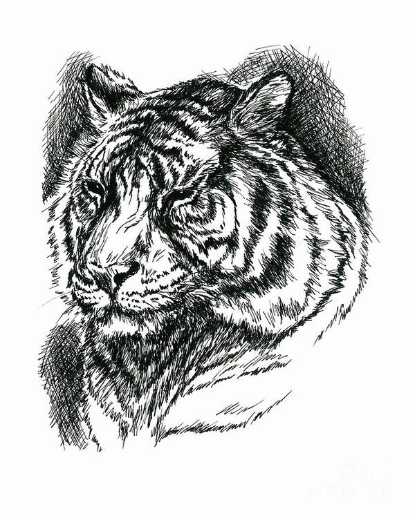 Animal Art Print featuring the drawing Tiger Portrait in Ink by MM Anderson