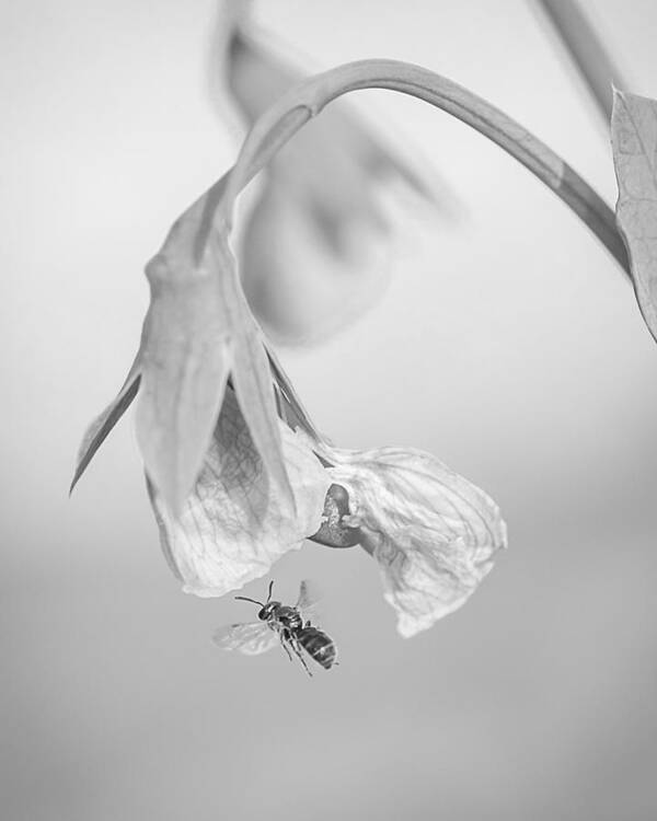 Tiny Bee Art Print featuring the photograph Tiny Bee Around Tiny Pea by Len Romanick