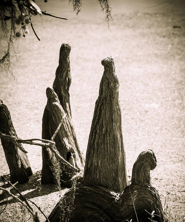 Bog Art Print featuring the photograph Tree People by Marilyn Hunt