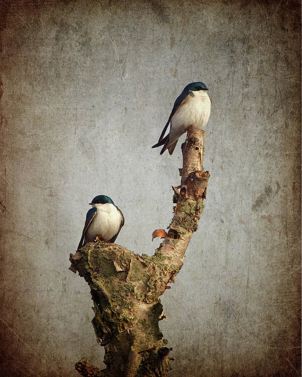 Birds Art Print featuring the photograph Tree Swallows by Al Mueller