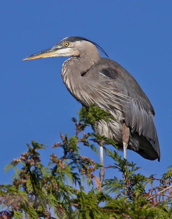  Great Blue Heron Art Print featuring the photograph Treetopper - Great Blue Heron by Carl Olsen
