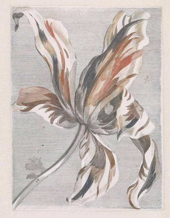 Flower Art Print featuring the painting Tulip, anonymous, 1688 - 1698 by Celestial Images