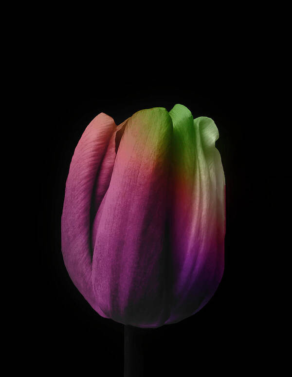 Tulip Art Print featuring the photograph Tulip In The Shadows 3 by Johanna Hurmerinta