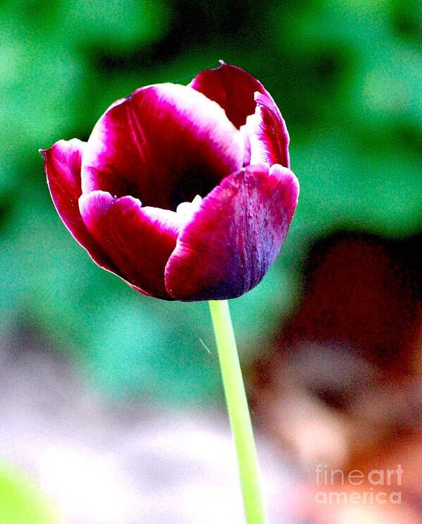 Digital Photo Art Print featuring the photograph Tulip me by David Lane