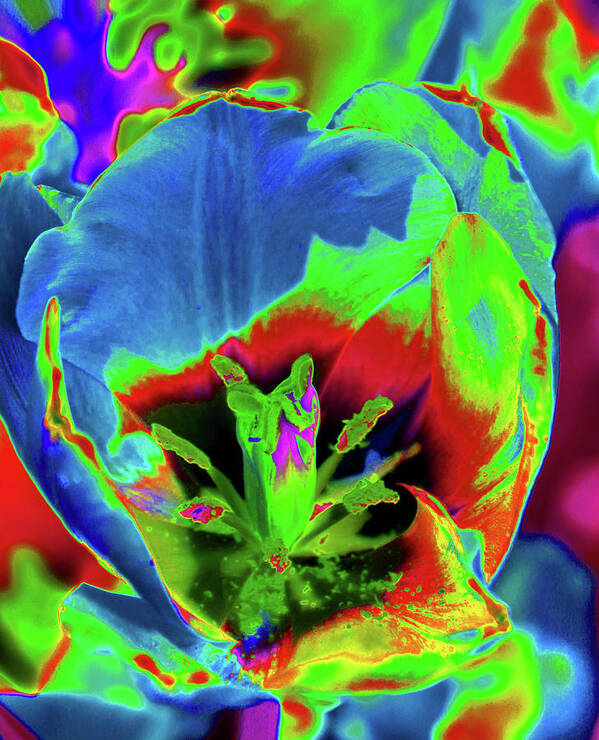 Tulip Art Print featuring the photograph Tulips - Beauty In Bloom - PhotoPower 3416 by Pamela Critchlow