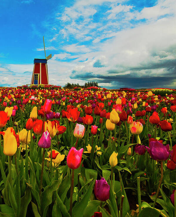 Flowers Art Print featuring the photograph Tulips Windmill 2 by Dale Stillman