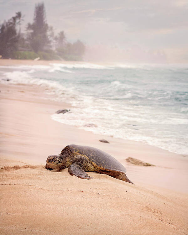 Green Sea Turtle Art Print featuring the photograph Turtle Beach by Heather Applegate