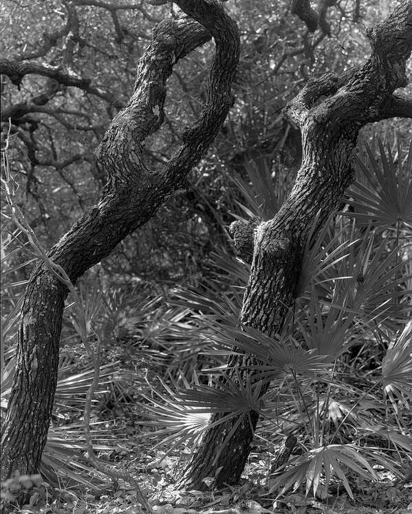 Guana Tolomato Matanzas Reserve Art Print featuring the photograph Twin Trees - Guana Tolomato Matanzas Reserve by John Simmons