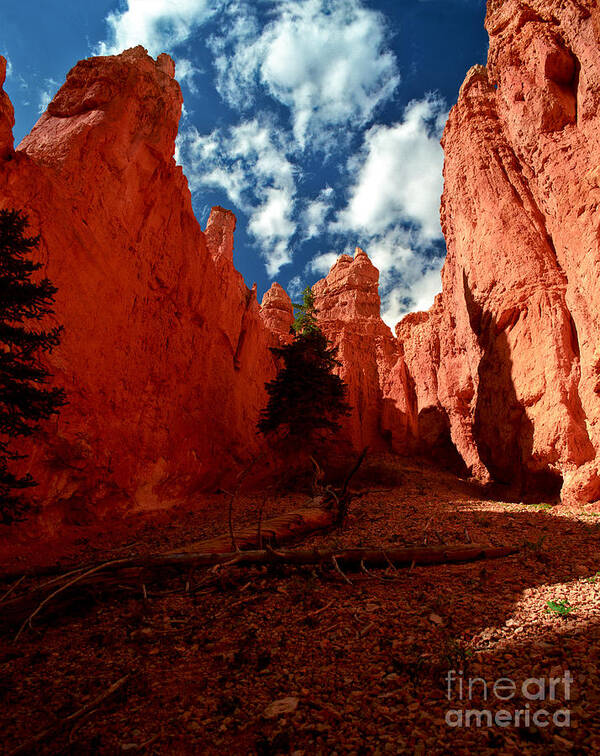 Bryce Canyon National Park Art Print featuring the photograph Utah - Bryce Canyon by Terry Elniski