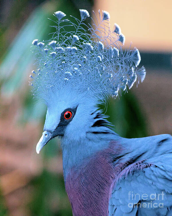 Portrait Art Print featuring the photograph Victoria Crowned Pigeon by Baggieoldboy