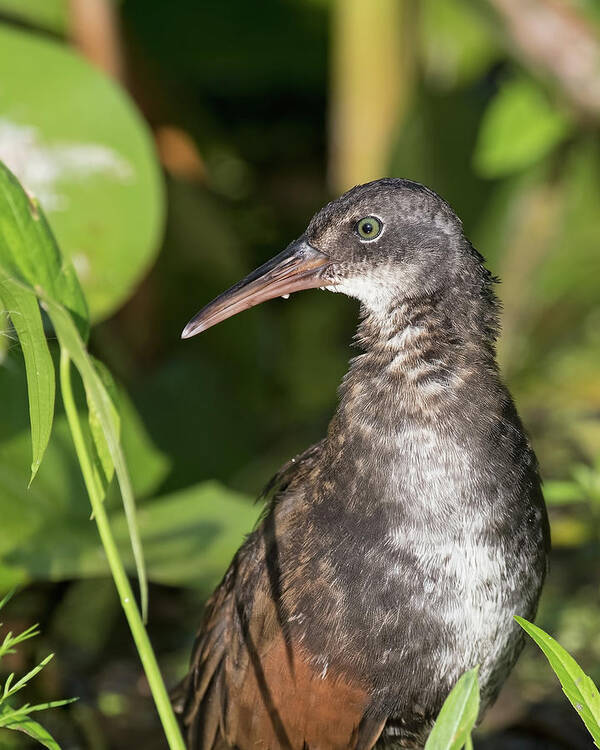 Virginia Rail Art Print featuring the photograph Virginia Rail by Jim Zablotny