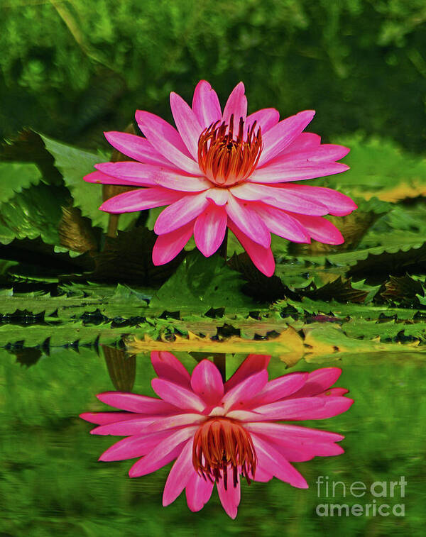 Flower Art Print featuring the photograph Hot Pink Water Lily reflection by Larry Nieland