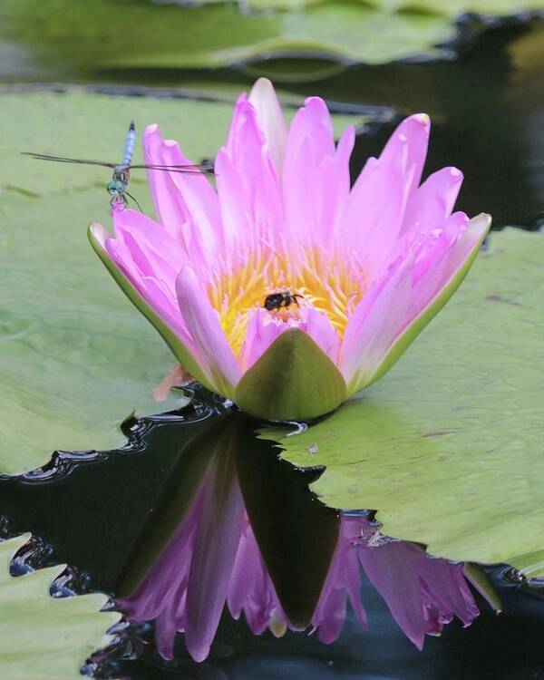 Floral Art Print featuring the photograph Water Lily with Dragon Fly by Harold Rau