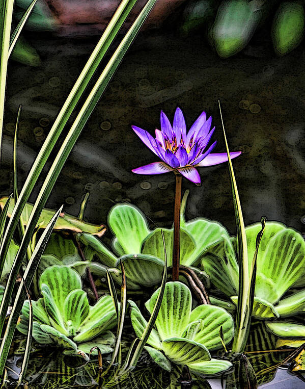 Lily Pond Water Purple Green Garden Art Print featuring the photograph Watercolor Lily by Shari Jardina