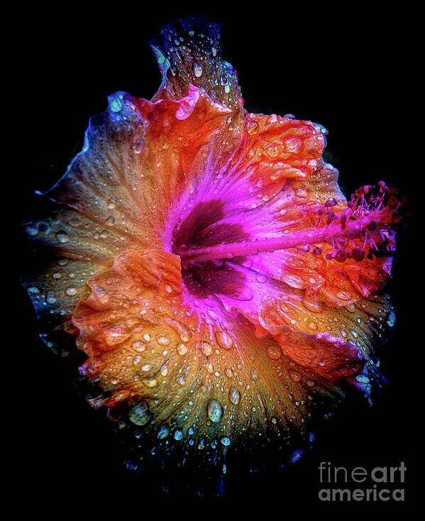 Flower Art Print featuring the photograph Wet Hibiscus-snapseeded by Barry Bohn