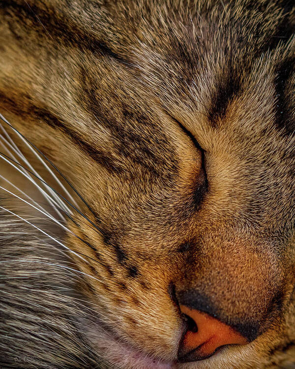 Cat Art Print featuring the photograph When The Cat Sleeps by Bob Orsillo