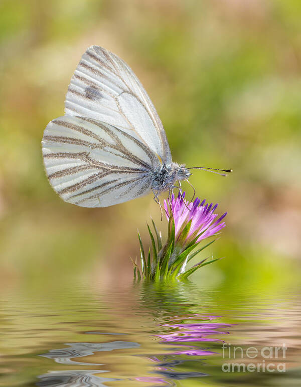 Butterfly Art Print featuring the photograph White Butterfly by Mimi Ditchie