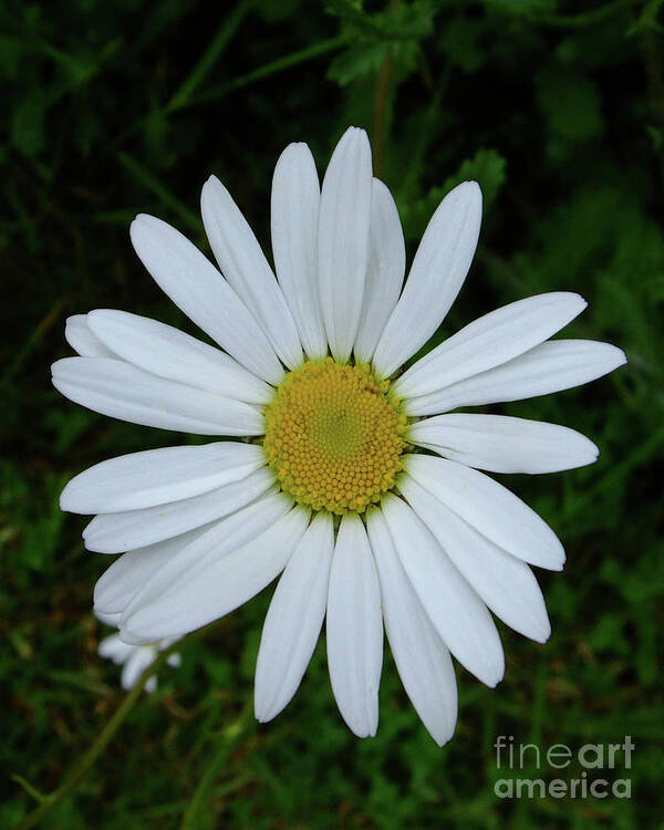 Flower Art Print featuring the photograph White Daisy by Julia Underwood