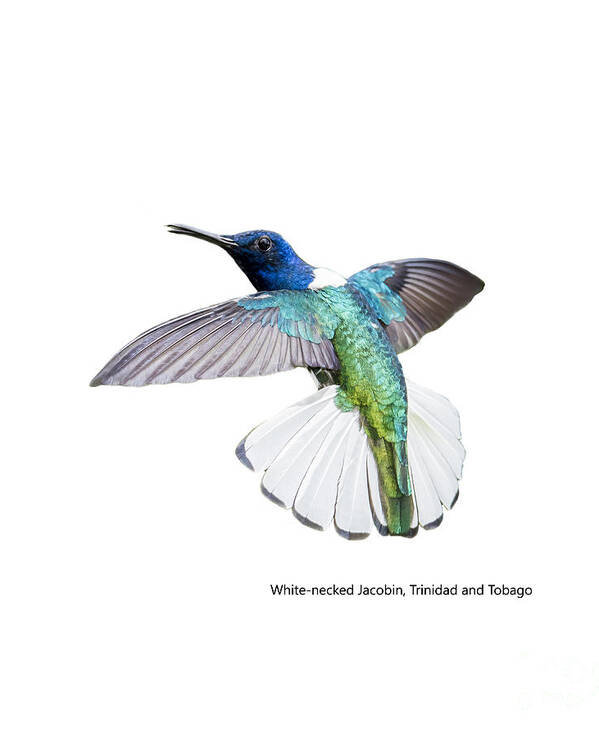 Rachel Lee Young Art Print featuring the photograph White necked jacobin Trinidad by Rachel Lee Young