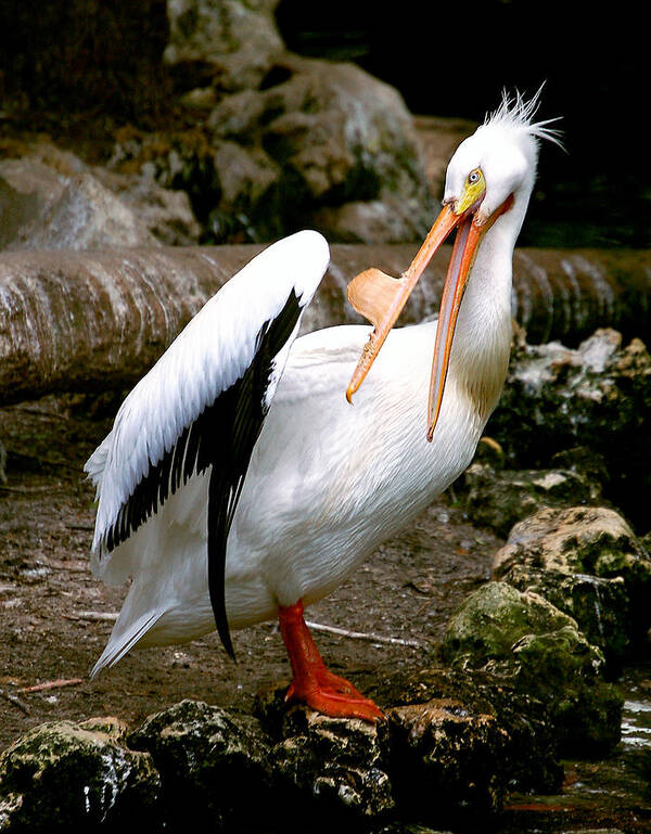 Pelican Art Print featuring the photograph White Pelican by Donna Proctor