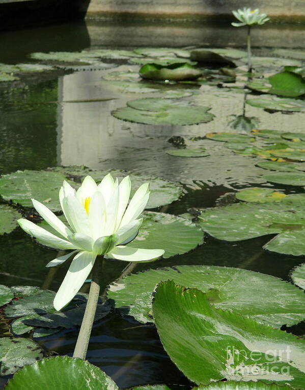White Water Lilly Art Print featuring the photograph White Water Lily 3 by Randall Weidner