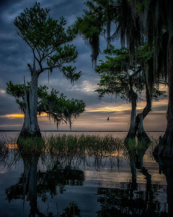 Crystal Yingling Art Print featuring the photograph Wild Florida by Ghostwinds Photography